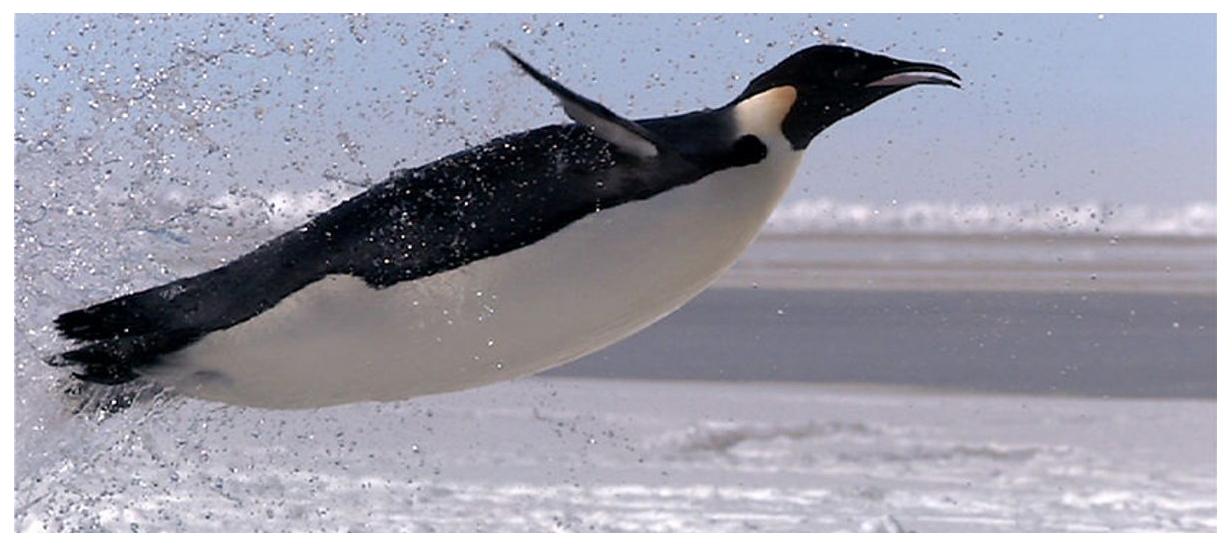 Throwback To When The BBC Discovered A New Colony Of Flying Penguins